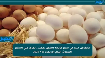 انخفاض جديد في سعر كرتونة البيض بمصر.. تعرف على السعر المحدث اليوم الأربعاء 23-7-2025